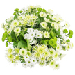 Seen from directly overhead, this bouquet appears as a full, rounded island of white and green chrysanthemums, expertly arranged so every bloom feels connected, yet distinct, against a stark white backdrop. The overall effect is cool and serene, like a breath of fresh air drifting through a Tufnell Park townhouse on a clear spring day. Different chrysanthemum varieties weave together to create rich texture: there are delicate white spray chrysanthemums with tidy, daisy-like petals and soft greenish centres, comfortably sharing space with larger, more voluminous white mums whose layered petals form plush, cushiony rosettes. Interspersed among them, white spider chrysanthemums extend longer, slightly tousled petals, lending a soft, fringed halo to sections of the bouquet and keeping the design from feeling too rigid. Punctuating the white are striking green chrysanthemums, from tiny button or Santini blooms that form smooth, mossy domes of bright chartreuse, to slightly larger lime-green spider types whose slender, radiating petals fade gently at the tips. These green accents add vitality and a hint of modern flair, reminiscent of newly unfurled leaves in the gardens and side streets stretching away from Tufnell Park station. Supporting it all is a bed of lush, dark green foliage, the broad leaves arranged in layers that create depth and shadow, making the white petals appear even crisper by contrast. The bouquet carries a sense of gentle optimism and quiet comfort-perfect for a soothing bedside arrangement, a thoughtful note of sympathy, or a simple, refreshing centrepiece for a relaxed dinner at home in this corner of North London.