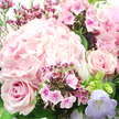 The image presents an intimate close-up of a pink-toned bouquet, captured so closely that the interplay of textures and hues feels almost tactile, as if the flowers were laid out on a Tufnell Park kitchen table ready to be admired. A voluminous hydrangea head in soft blush pink anchors the composition from the center to the upper left, its many tiny petals forming a rounded, pillowy cluster that suggests lightness and abundance. Nestled against it, full-headed roses in a slightly richer blush shade open in elegant spirals, with one prominent bloom at the lower left and another toward the mid-right, their velvety petals curling outward in gentle layers that convey quiet luxury. Scattered among these larger blossoms are petite, vibrant clusters of fuchsia and magenta, likely waxflower or phlox, each tiny star-like or five-petaled flower punctuated by a deeper-toned center, adding sparkle and visual rhythm to the design. Toward the bottom right, a dainty bell-shaped flower in pastel lavender or soft purple, reminiscent of campanula, leans outward, its cooler tone balancing the warm pinks. Lush, dark green leaves and fine stems thread throughout, offering contrast, structure, and a sense of freshly gathered greenery, much like blooms brought in from a well-tended Tufnell Park garden. The light is gentle and diffused, picking up subtle highlights on petal edges and reinforcing the bouquet's fresh, just-arranged feel. Overall, the arrangement exudes tenderness and calm celebration, ideal for birthdays, thank-you gestures, or same-day delivery to friends and family around Tufnell Park and the neighbouring streets.