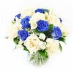 A calm and dignified sympathy bouquet stands in a clear glass vase, positioned against a pristine white background so every flower can be seen in its full, quiet beauty. At the heart of the arrangement, deep royal blue roses and creamy ivory roses mingle in almost equal measure, their velvety petals opening in layered spirals that feel both luxurious and understated. The blue blooms introduce a contemplative depth, hinting at remembrance and loyal affection, while the ivory roses soften the composition with warmth and tenderness, like a comforting hand resting on a shoulder. Between these larger roses, graceful stems of white freesia emerge, each carrying several small, trumpet-shaped flowers that arch lightly away from the centre, adding gentle movement and a sense of airiness. Fine sprigs of baby's breath drift through the bouquet, their tiny, cloud-like white blossoms filling spaces and creating an ethereal veil that links each flower to the next. Dark green foliage wraps around and supports the blooms, providing structure and a natural frame that enhances the cool blues and creamy tones rather than competing with them. The clear vase reveals neatly trimmed stems resting in fresh water, a detail that speaks of careful preparation-just as a local Tufnell Park florist might design a thoughtful tribute for delivery to a family home off Junction Road or a small gathering near Tufnell Park Fields. Soft, even lighting brings out the richness of the blues and the gentle glow of the ivory petals, casting only the faintest shadows. Overall, the bouquet conveys serenity, respect, and quiet strength, an elegant arrangement intended to bring a touch of peace and beauty during moments of loss.