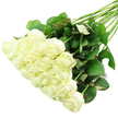 A generous bouquet of white roses stretches diagonally across a spotless white background, like a still moment captured in a Tufnell Park florist's studio just off Fortess Road. The blooms, which look to number around two dozen, are gathered in a thick cluster at the lower-left of the image. From there, they spread gently towards the centre, forming a dense canopy of petals that resemble soft clouds. Each rose is in pristine condition: the petals are smooth and velvety, packed tightly at the centre and gradually loosening into full, layered spirals as they open. Their colour is a calm, creamy white with subtle variations-occasional hints of ivory, a suggestion of warm light at the core, and the softest touch of pale green on some outer petals that signals their garden-fresh state. Emerging from beneath the mass of roses, a fan of long, straight stems sweeps towards the upper-right of the frame, creating a sense of flow and direction. These stems are a rich, dark green, robust and slightly glossy, adorned with clusters of healthy leaves. The foliage is varied just enough to feel natural: some leaves are a deep, almost blue-toned green, while others have lighter edges or a faint reddish cast on the underside, like leaves that have soaked up early morning light near Hampstead Heath. The even, bright lighting flattens harsh shadows and emphasises texture instead: the satin-like surface of petals, the crisp veins in each leaf, and the occasional discreet thorn along a stem. Overall, the image conveys a feeling of purity, serenity, and thoughtful intention, making it easy to imagine these roses being delivered for a quiet remembrance, a modest Tufnell Park wedding, or a tender celebration of a fresh start.