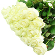 An elegant spray of white roses fills the photograph from edge to edge, presented as a lush, full bouquet that appears freshly tied in a Tufnell Park florist's workshop. The roses are numerous and closely packed, many of them still in that perfect in-between stage where the outer petals have begun to unfurl but the centers remain intricately layered and tight. Their colour is a gentle creamy white with a hint of ivory, softening the overall look and giving it a warm, inviting tone rather than a stark, clinical white. The petals curl in smooth, velvety waves, catching the light so that some surfaces almost glow while others fall into faint, delicate shadow. Beneath and between the roses, sturdy green stems and leaves are visible, providing a grounding contrast that hints at the natural vitality of freshly cut garden flowers. The bouquet is set against a bright white background, which isolates every bloom and makes the roses the unquestioned focal point, much like a carefully arranged display in a window near Tufnell Park Station. The bright, even lighting highlights the crisp edges of the petals and the fullness of each head, suggesting freshness and meticulous care. There is a quiet emotional depth here-a feeling of peace, new beginnings, and gentle romance-that would be fitting for a bridal bouquet carried through nearby streets, an anniversary surprise arriving by same-day delivery, or a thoughtful sympathy tribute. The arrangement feels timeless and dignified, its beauty expressed entirely through the form, texture, and purity of these classic white roses.